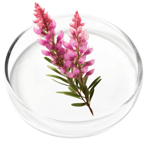 Digestistart-ingredient8