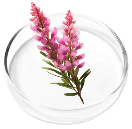 Digestistart-ingredients-Polygala Tenuifolia